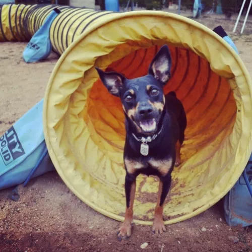 Perro de entrenamiento en EnchufaDogs