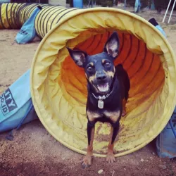 Perro de entrenamiento en EnchufaDogs