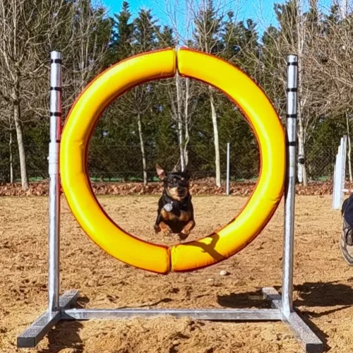 Perro de agility del proyecto EnchufaDogs