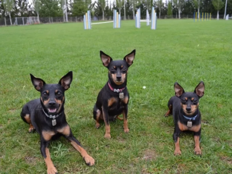 Uno de los perros que forman parte de EnchufaDogs