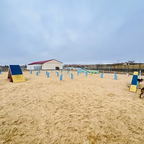 Entrenar agility con tu perro en Tierra de Campos