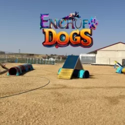 Recorrido de obstáculos en la pista de agility