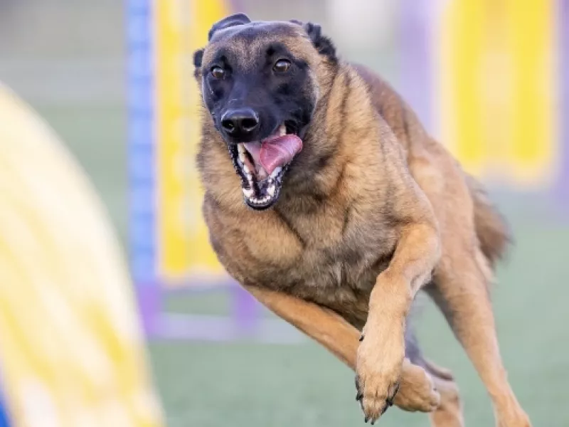 Uno de los protagonistas del proyecto EnchufaDogs