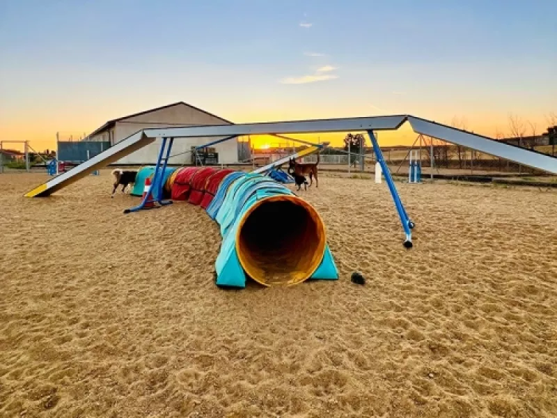 coachingdeportivoagilityperros