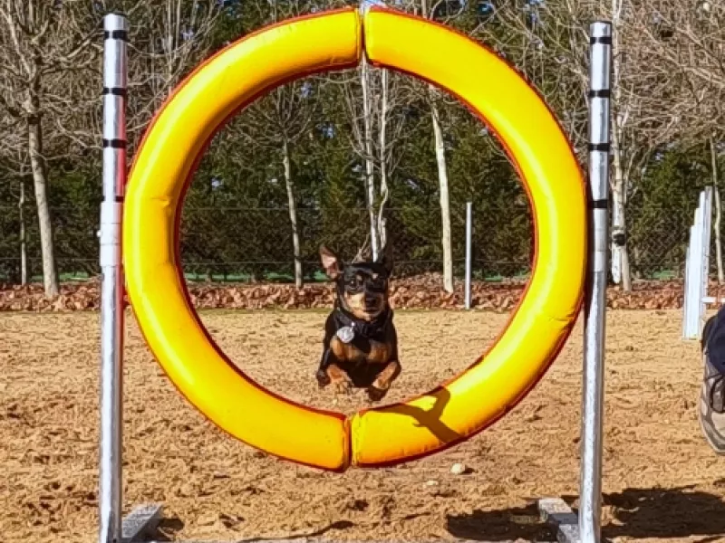 Perro de agility del proyecto EnchufaDogs