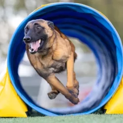 Perro compañero en el camino del agility