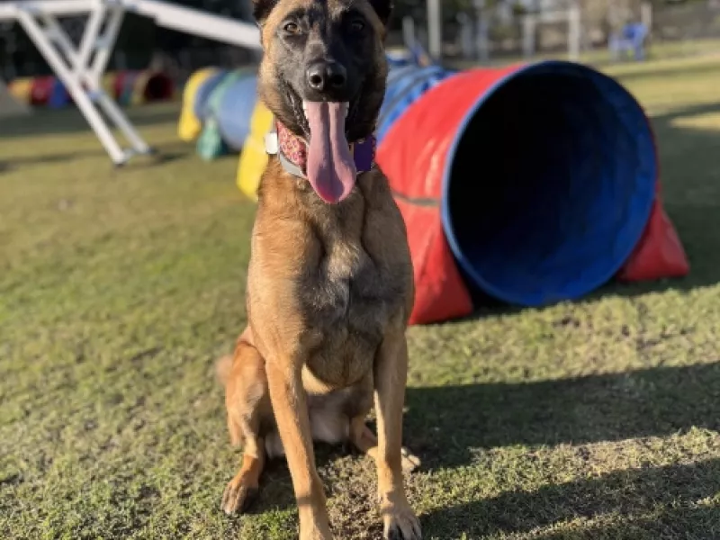 Uno de los perros que han marcado la historia de EnchufaDogs