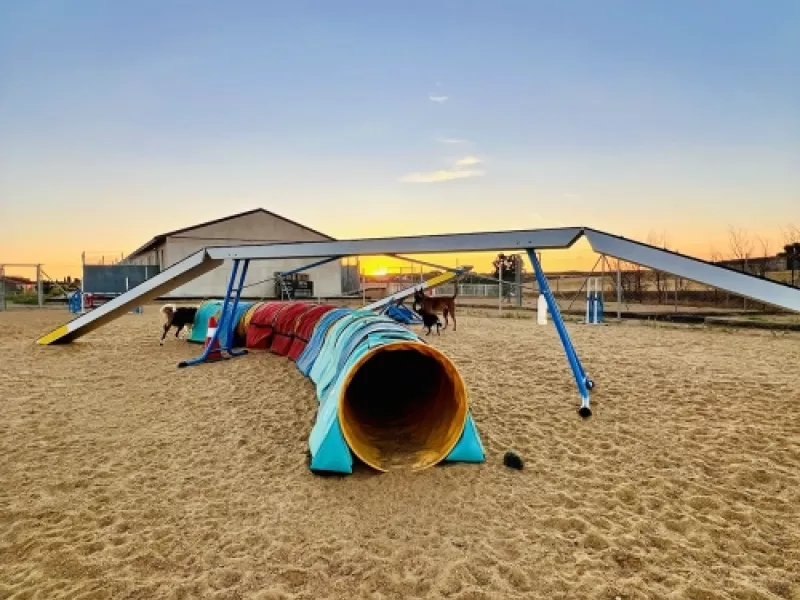 Trabajo en pista durante una sesión de agility