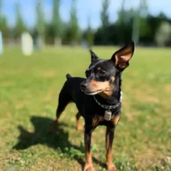 Perro que forma parte del equipo de EnchufaDogs