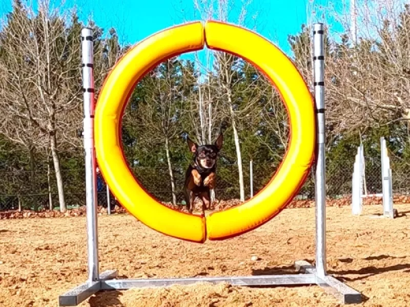 pistaagilityperrostierradecampos