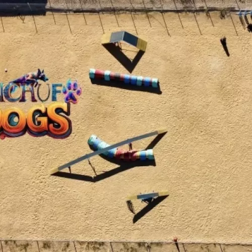 Entrenamiento de agility para perros en entorno rural