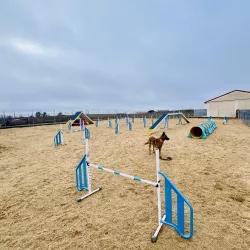 Entrenamiento de agility con perro en la pista de EnchufaDogs
