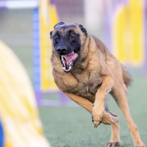 Uno de los protagonistas del proyecto EnchufaDogs