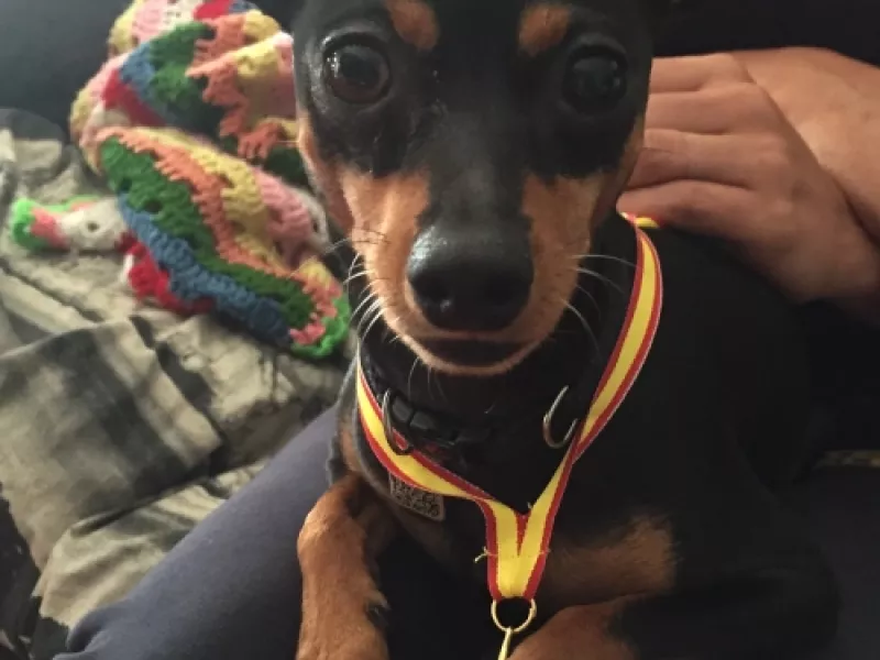 Compañero de pista en los entrenamientos de EnchufaDogs