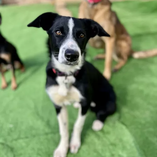 Perro compañero de entrenamiento en EnchufaDogs