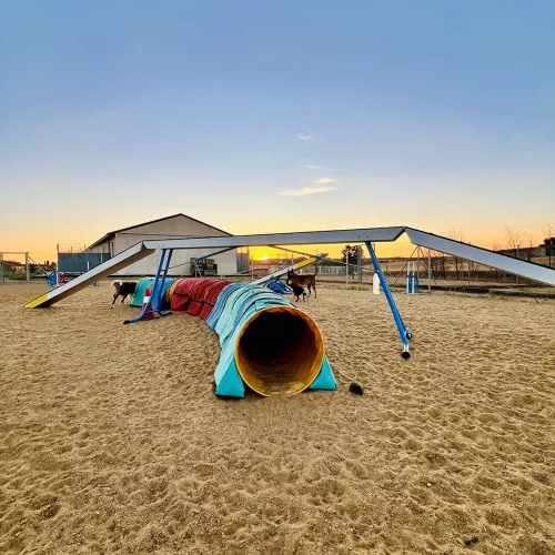 Trabajo en pista durante una sesión de agility