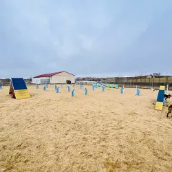 Entrenar agility con tu perro en Tierra de Campos