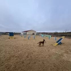 Actividad de entrenamiento en la pista de agility