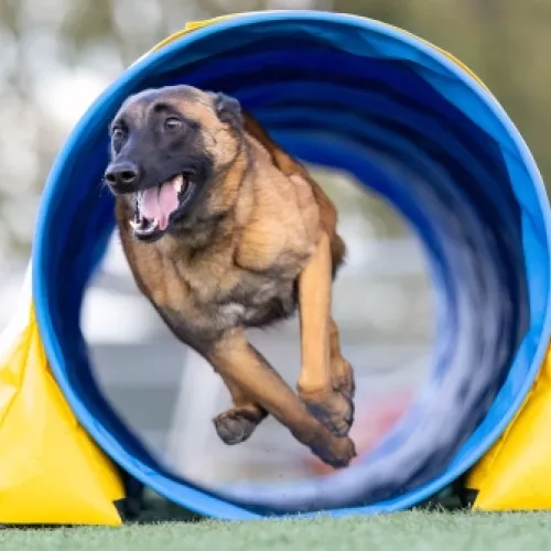 Perro compañero en el camino del agility