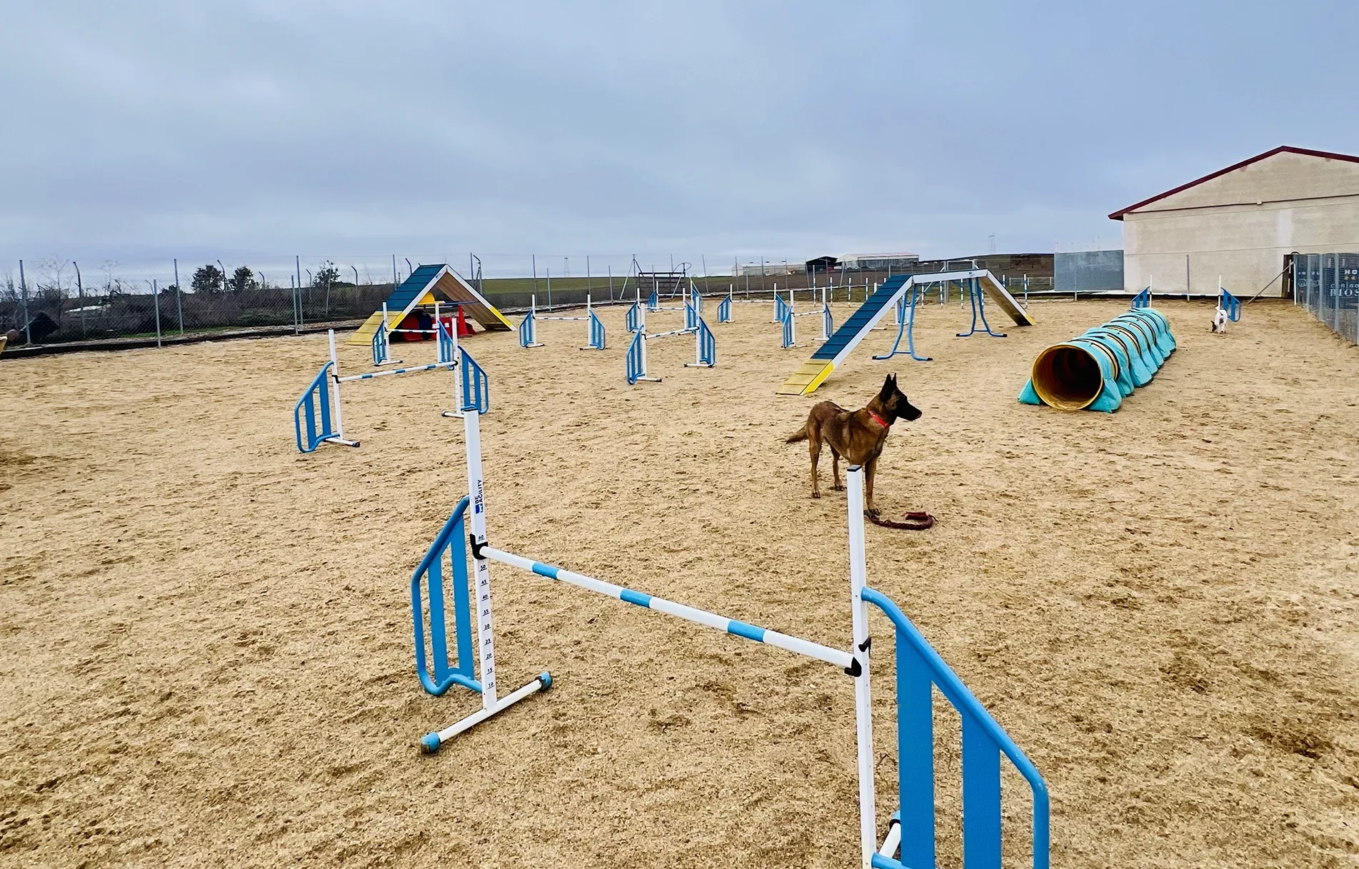 Grupo de guías y perros participando en actividad de agility en Tierra de Campos