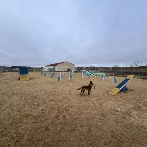 Actividad de entrenamiento en la pista de agility