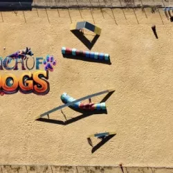 Entrenamiento de agility para perros en entorno rural