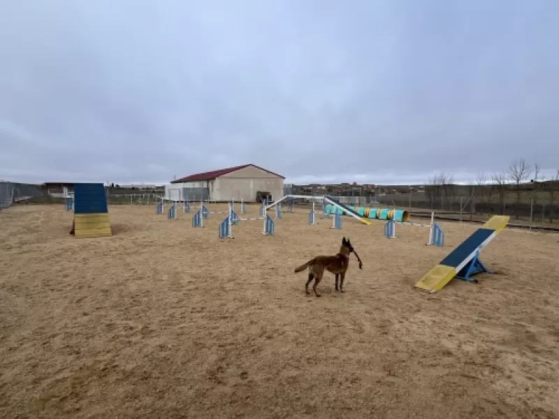 Actividad de entrenamiento en la pista de agility