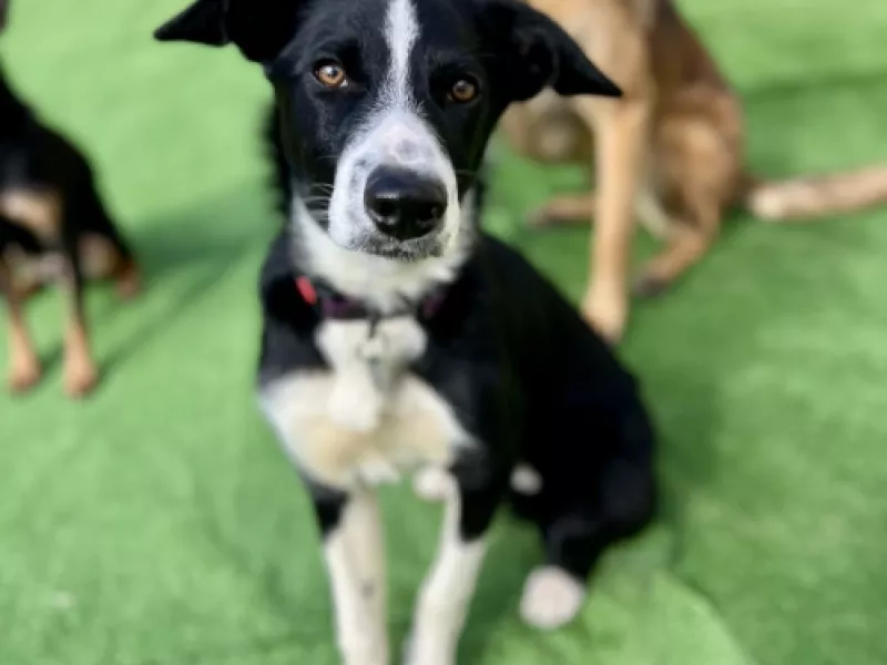 Perro compañero de entrenamiento en EnchufaDogs