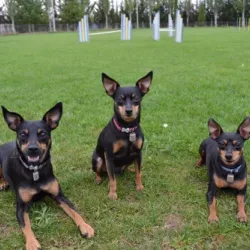 Uno de los perros que forman parte de EnchufaDogs