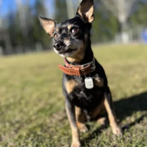 Uno de los perros de EnchufaDogs