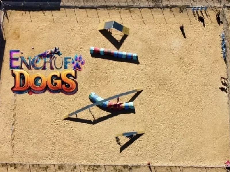 Entrenamiento de agility para perros en entorno rural