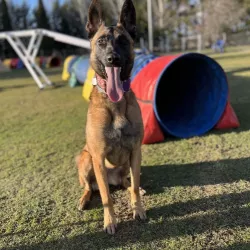 Uno de los perros que han marcado la historia de EnchufaDogs