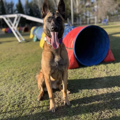 Uno de los perros que han marcado la historia de EnchufaDogs