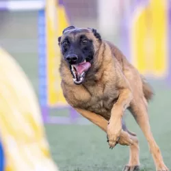 Uno de los protagonistas del proyecto EnchufaDogs