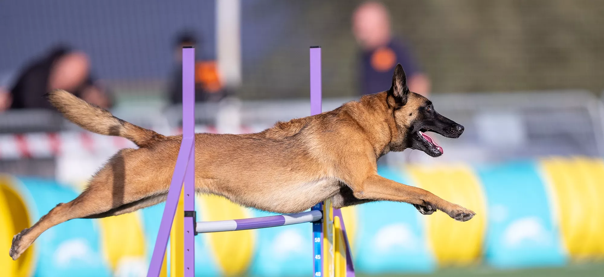 Imagen representativa del blog sobre agility para perros de EnchufaDogs