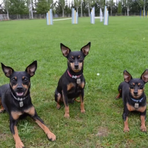 Uno de los perros que forman parte de EnchufaDogs