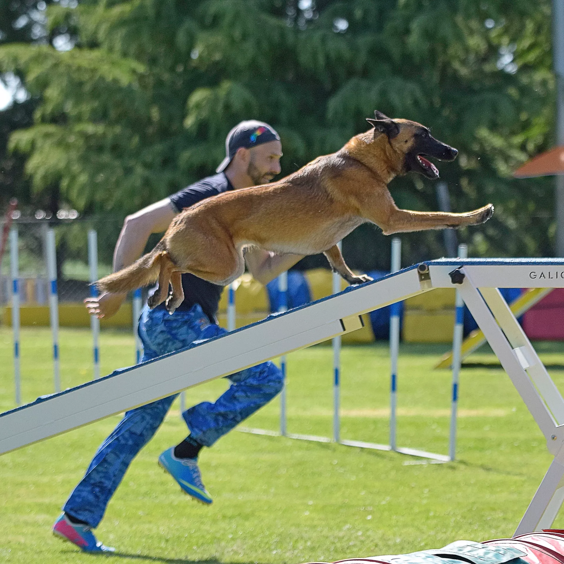 Perro realizando ejercicio de agility en pista de entrenamiento