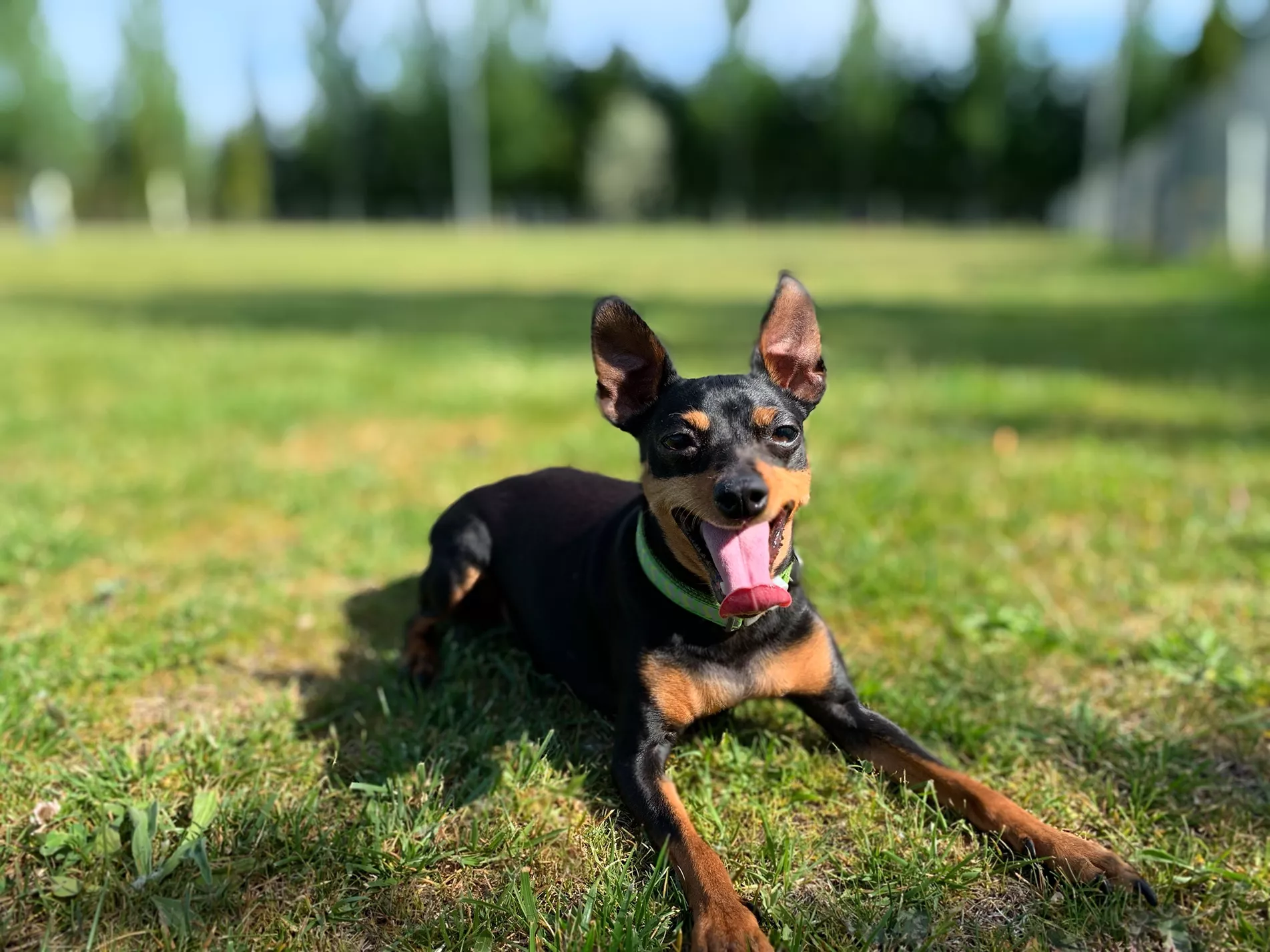 Isis, la perra que inició el proyecto EnchufaDogs