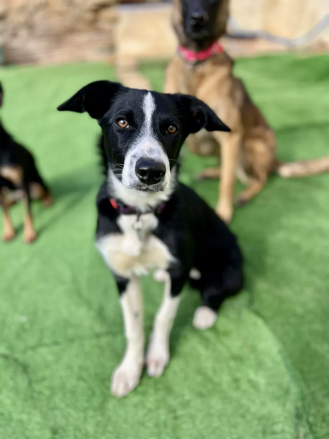 Nut, uno de los perros del proyecto EnchufaDogs