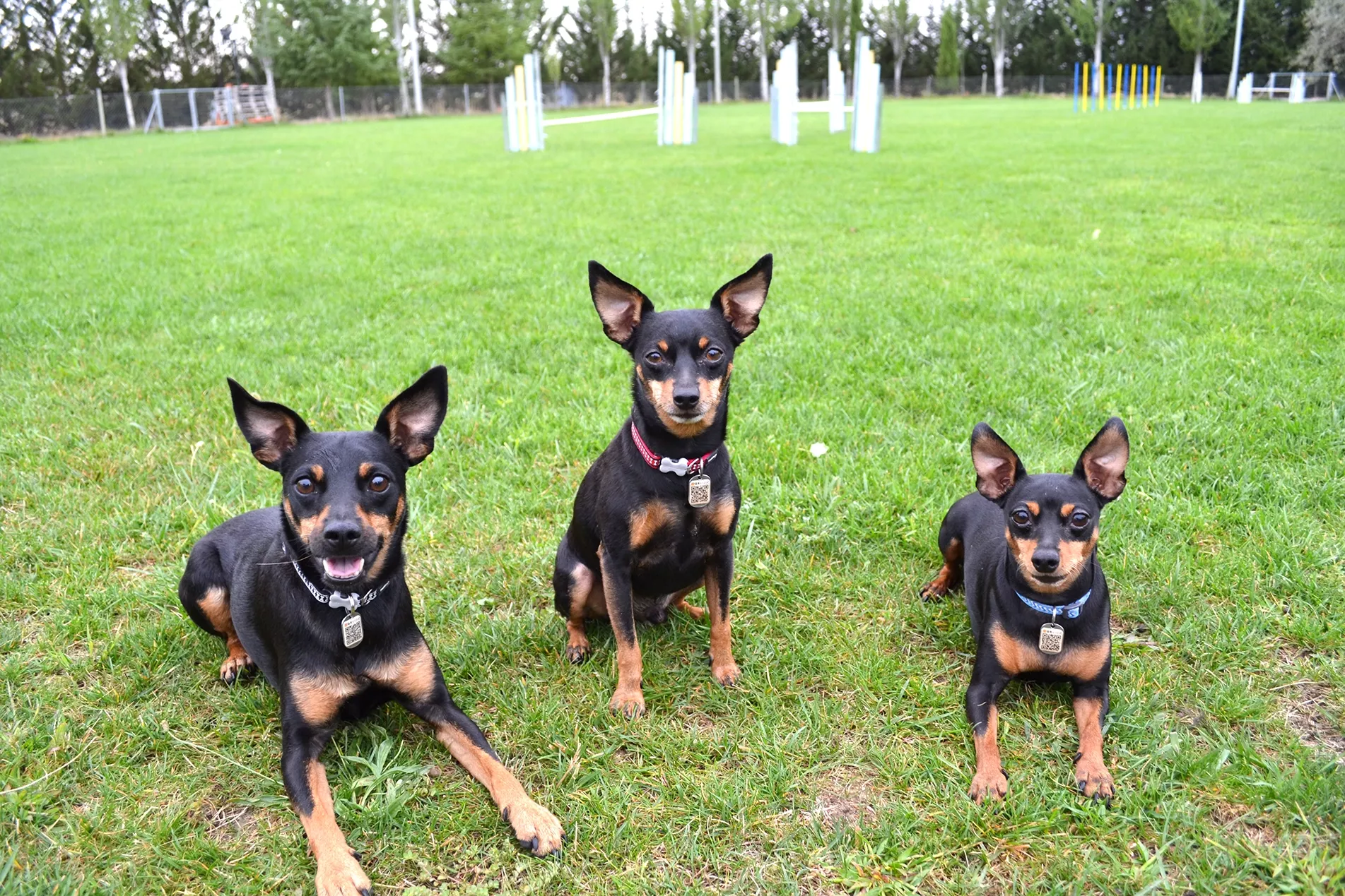 Anubis y Thot en la etapa competitiva de agility
