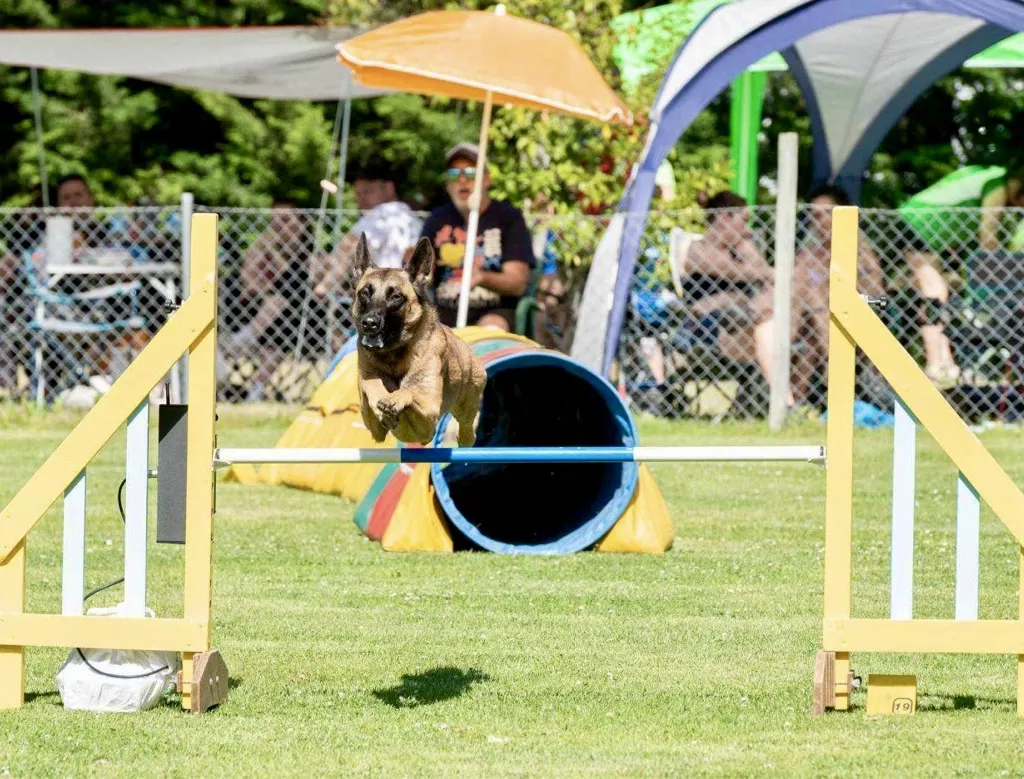 Guía y perro durante un ejercicio de agility en entrenamiento