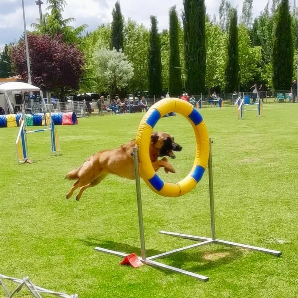 Perro practicando ejercicio de agility durante un entrenamiento